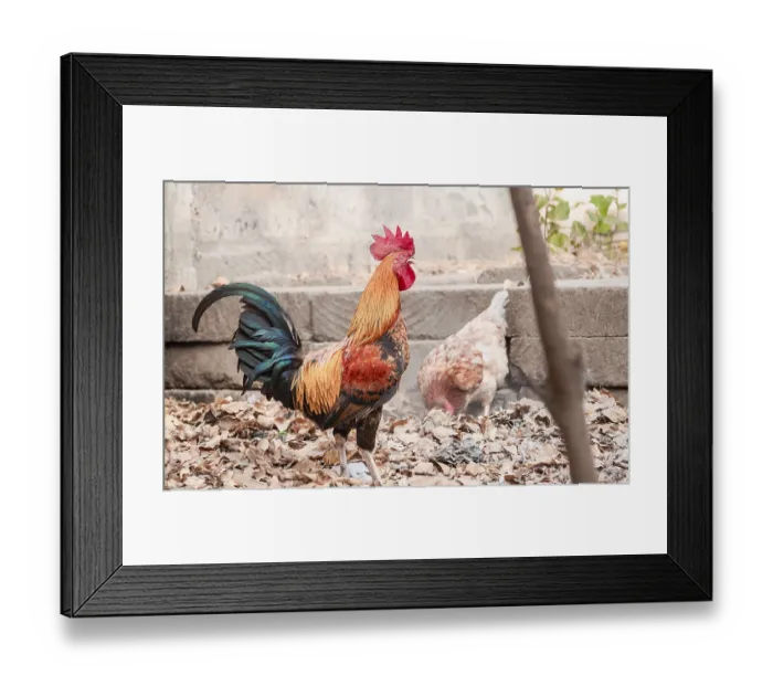 Framed Print : Beautiful breed rooster in the yard
