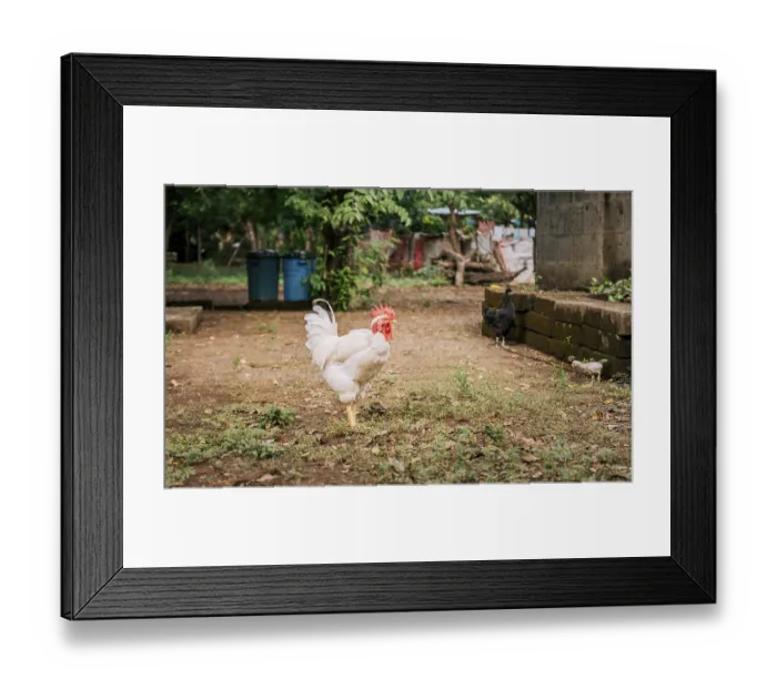 Framed Print : Rooster with Hen and Chicks in a Dirt Yard Framed Print : Rooster with Hen and Chicks in a Dirt Yard