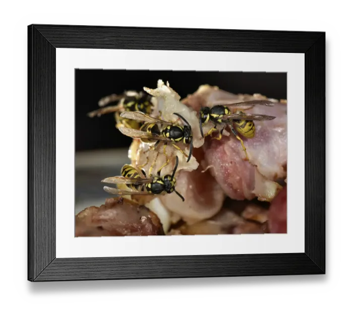 Framed Print : European wasp (Vespula germanica)
