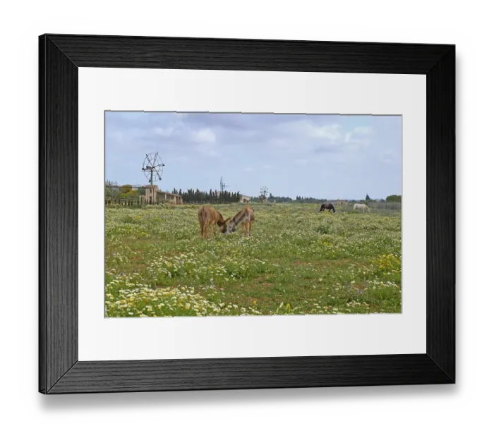 Framed Print : Meadow with crownwort (Glebionis coronaria) Framed Print : Meadow with crownwort (Glebionis coronaria)