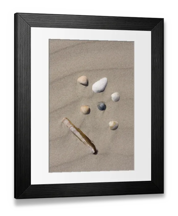 Framed Print : Mussel shells on the beach Framed Print : Mussel shells on the beach