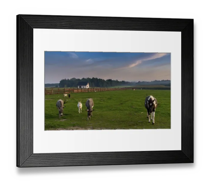 Framed Print : A landscape view of farm pasture and fields with donkeys and horses and goats under a colorful sunset sky