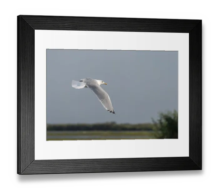Framed Print : Seagull flying over the Danube Delta