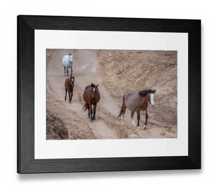 Framed Print : Wild horses Canyon de Chelly Framed Print : Wild horses Canyon de Chelly