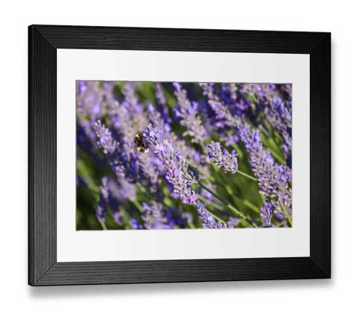 Framed Print : Bumble Bee collecting pollen from Lavender flowers