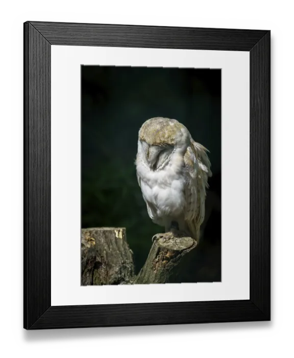 Framed Print : Barn Owl (Tyto alba)