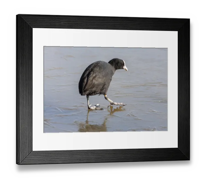Framed Print : Coot (fulcia atra) gingerly walking on the ice at Warnham Nature Reserve