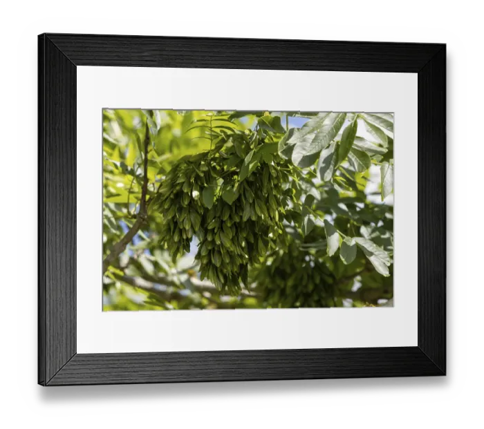 Framed Print : The immature fruit and leaves of the Common Ash or European Ash (Fraxinus excelsior) tree Framed Print : The immature fruit and leaves of the Common Ash or European Ash (Fraxinus excelsior) tree