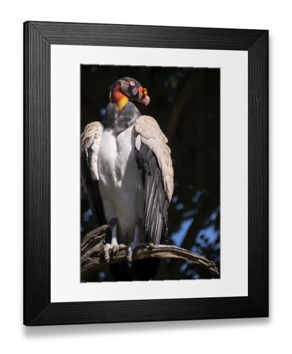Framed Print : King Vulture (Sarcoramphus papa) Framed Print : King Vulture (Sarcoramphus papa)