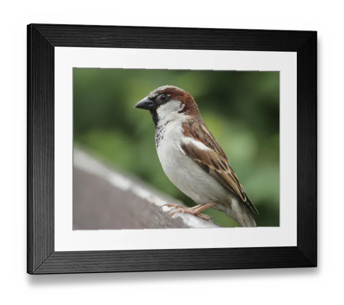 Framed Print : Male House Sparrow (Passer domesticus) sitting on a fence