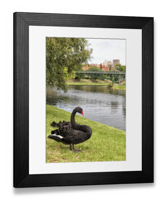Framed Print : Black swan (Cygnus atratus) on the banks of the River Torrens in Adelaide Framed Print : Black swan (Cygnus atratus) on the banks of the River Torrens in Adelaide