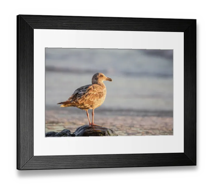 Framed Print : Juvenile Western Gull (Larus occidentalis) in evening light on Marshalls Beach in San Francisco