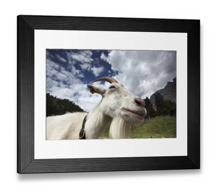 Framed Print : Adults wei Framed Print : Adults wei
