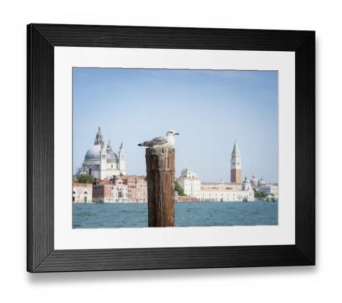 Framed Print : A seagull in front of the Venice lagoon with st Marc's square
