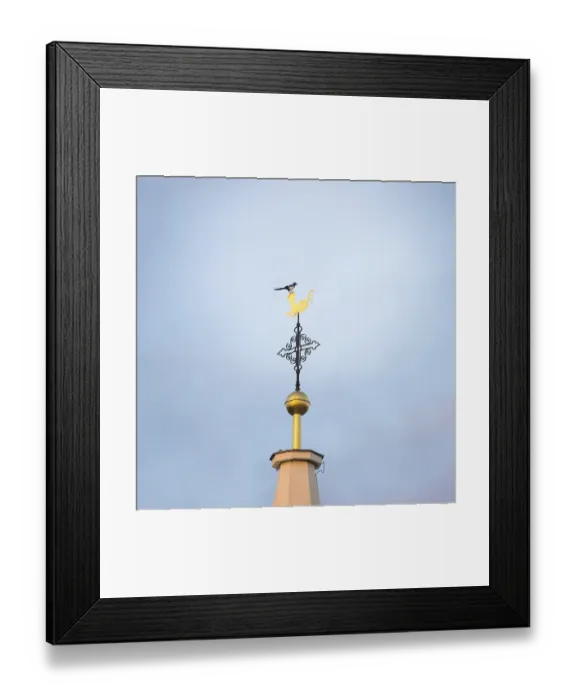 Framed Print : European magpie (Pica pica) on the cross of a church spire
