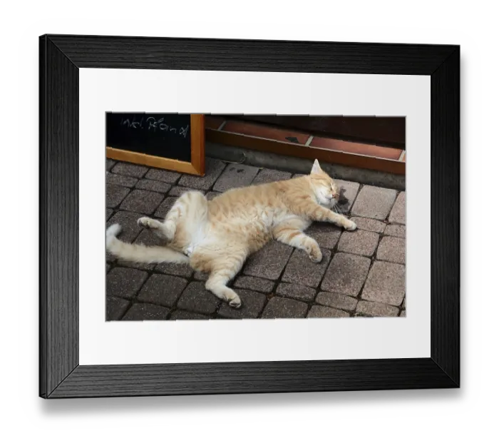 Framed Print : A relaxed cat in front of a snack bar Framed Print : A relaxed cat in front of a snack bar