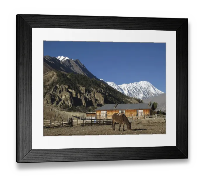Framed Print : Grazing Mule In Manang, Tilicho Peak
