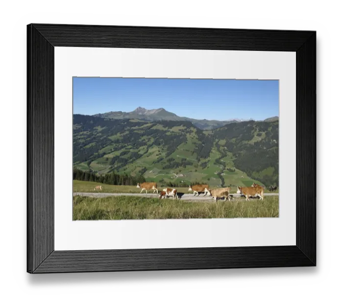Framed Print : Simmental cows on a farm near Gstaad, Swiss Alps