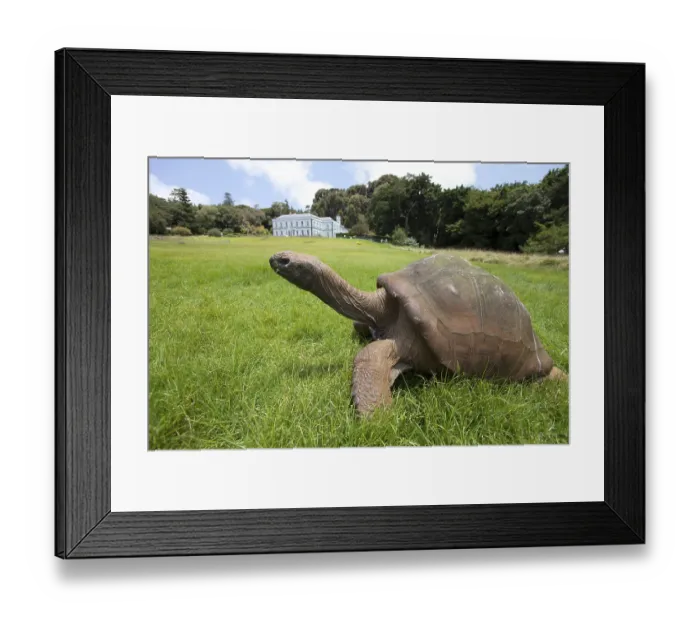 Framed Print : Giant tortoise on St.Helena
