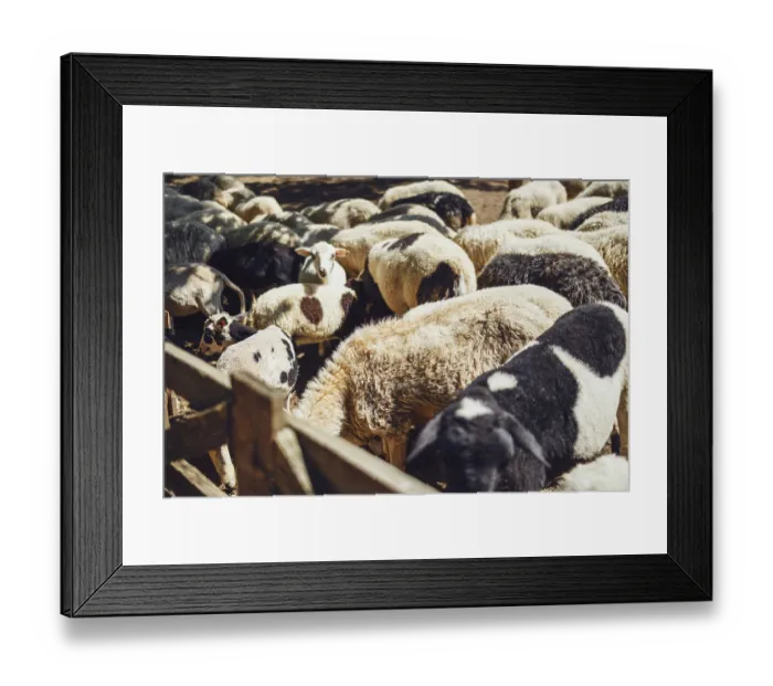Framed Print : Group of sheep in farm. Modern farming dairy and meat production livestock industry