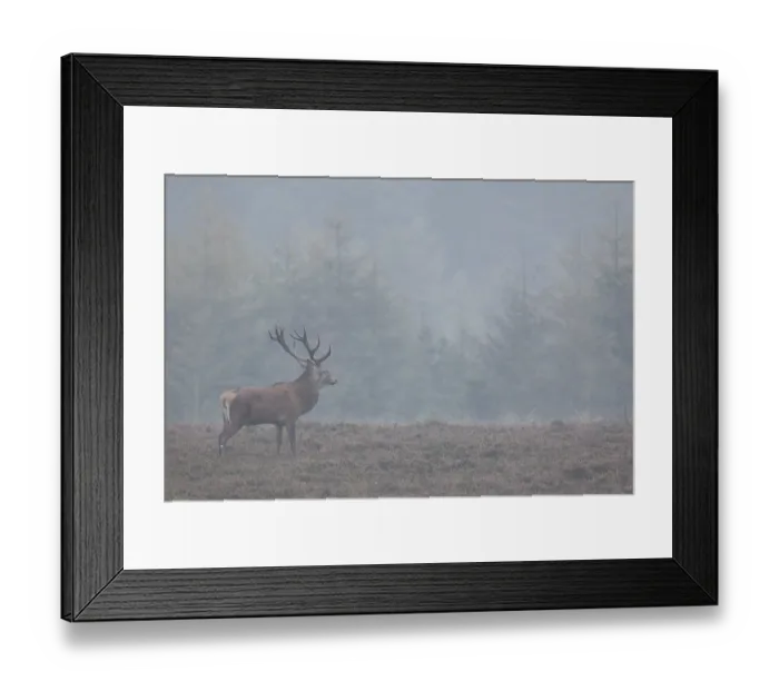 Framed Print : The Red stag stands relaxed on the heath and sometimes he starts to browse