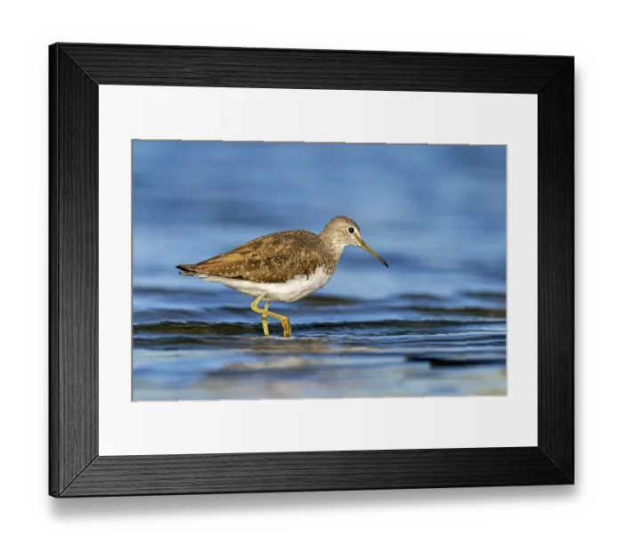 Framed Print : After the prey has been eaten, the Common Sandpiper continues to search for food