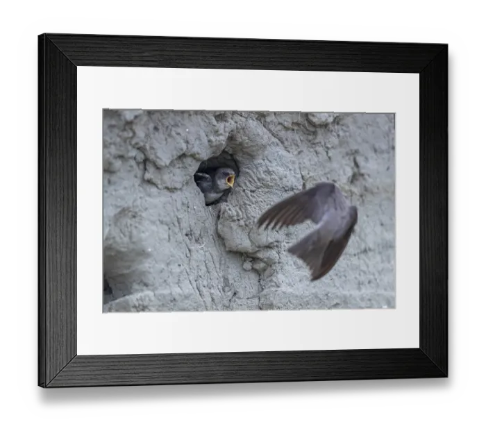 Framed Print : Sand martin (Riparia riparia) flies to the breeding burrow and is awaited by a begging young bird