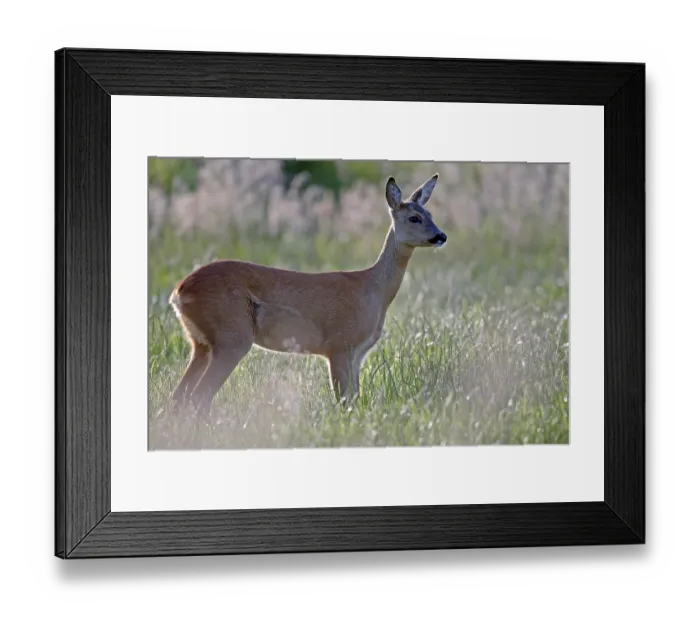 Framed Print : European roe deer (Capreolus capreolus)