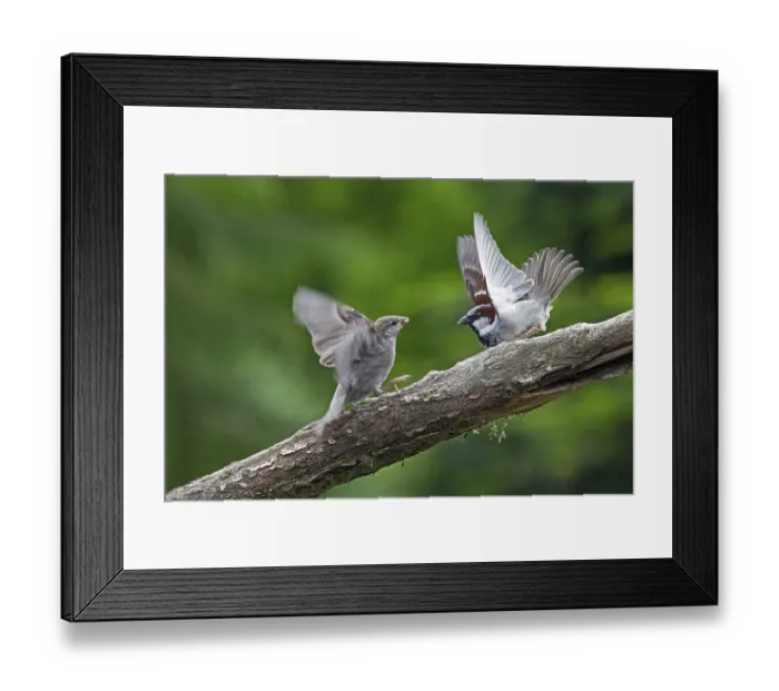 Framed Print : House Sparrow (Passer domesticus)