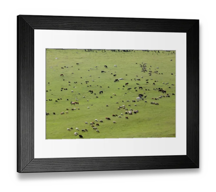 Framed Print : Large group of farm animals pasturing in the field