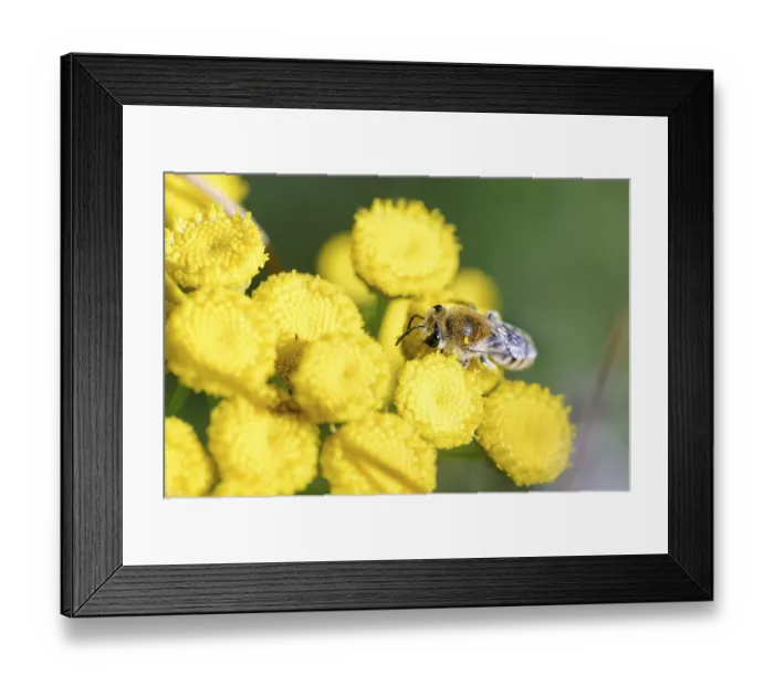 Framed Print : A simulans also known as plasterer bee (Colletes) or or polyester bee