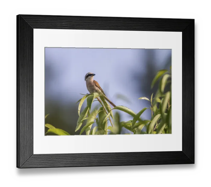 Framed Print : Red-backed Shrike is sitting on a branch