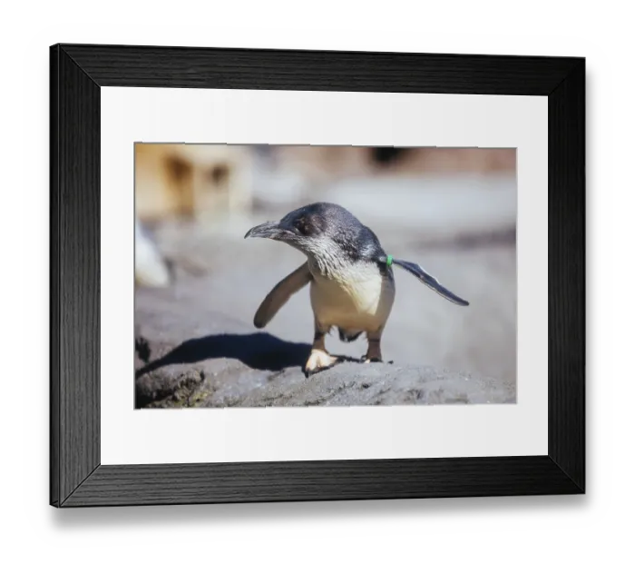 Framed Print : Christchurch, New Zealand, September 17 Framed Print : Christchurch, New Zealand, September 17