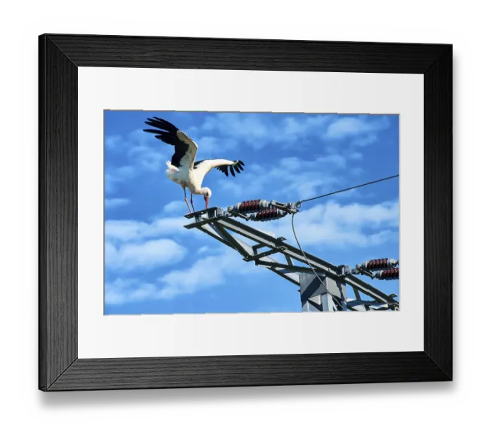 Framed Print : Stork in danger on power pole