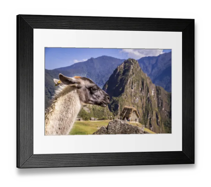 Framed Print : Llama in front of Huayna Picchu