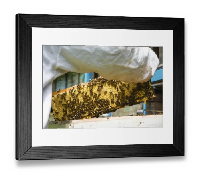 Framed Print : The beekeeper keeps a frame with honey sealed with wax on which bees sit