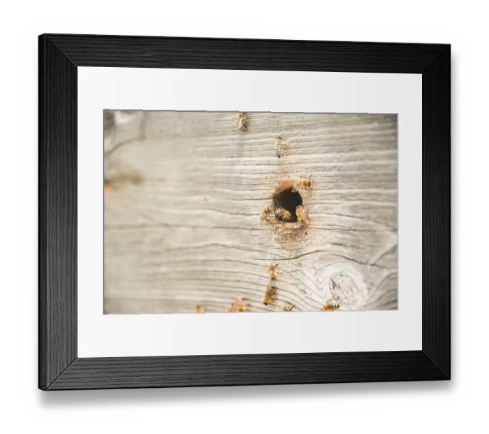 Framed Print : Hives in the apiary with bees flying on the landing boards