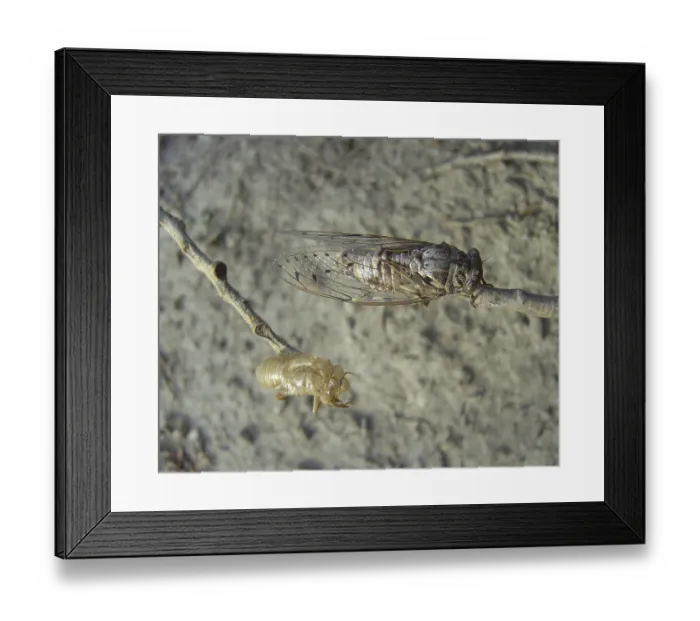 Framed Print : Cicada