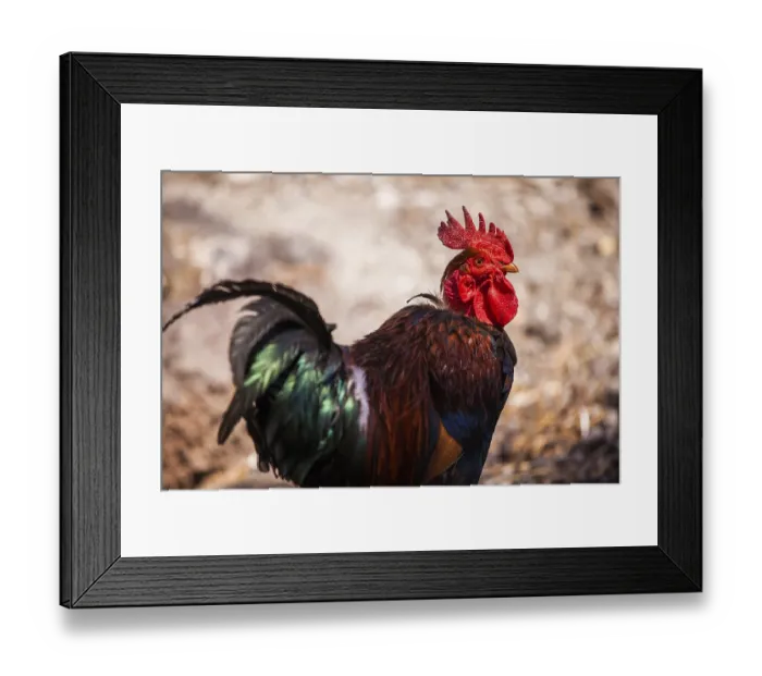 Framed Print : Brown rooster in a courtyard