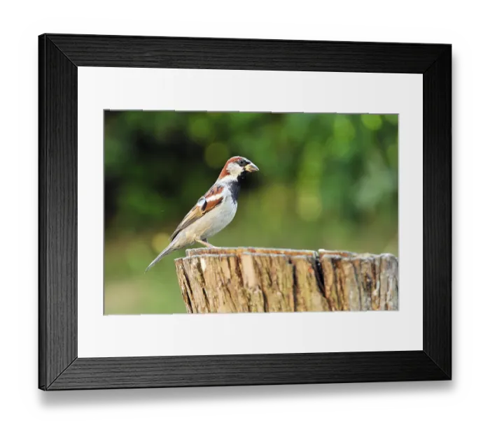 Framed Print : Male House Sparrow (Passer domesticus) sitting on a tree trunk Framed Print : Male House Sparrow (Passer domesticus) sitting on a tree trunk