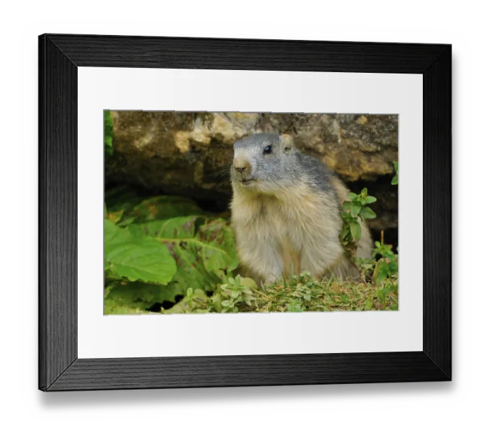 Framed Print : Marmot screens the environment in front of leaving his building Framed Print : Marmot screens the environment in front of leaving his building