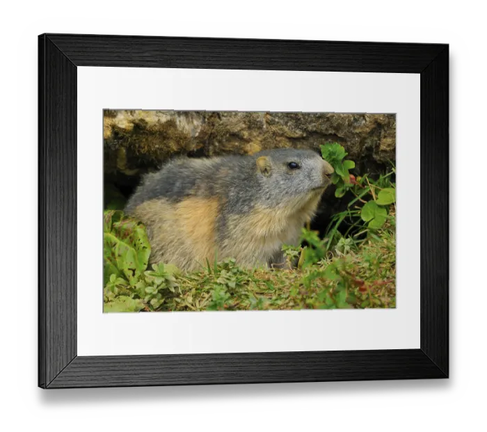 Framed Print : Marmot screens the environment in front of leaving his building Framed Print : Marmot screens the environment in front of leaving his building