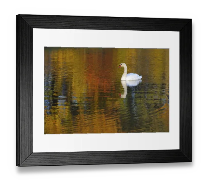 Framed Print : Mute swan in autumn Framed Print : Mute swan in autumn
