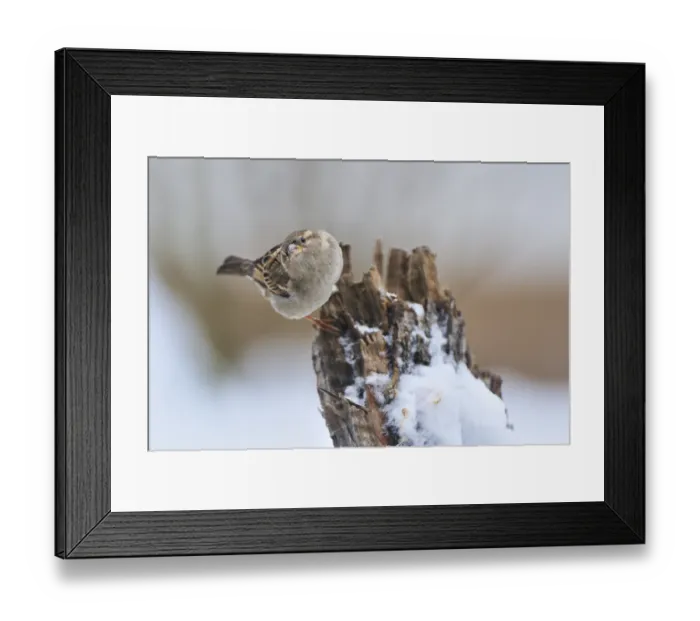 Framed Print : House Sparrow female, Passer domesticus