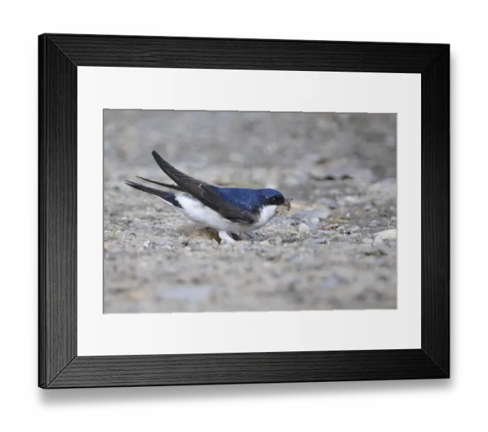 Framed Print : Common House Martin with nesting material