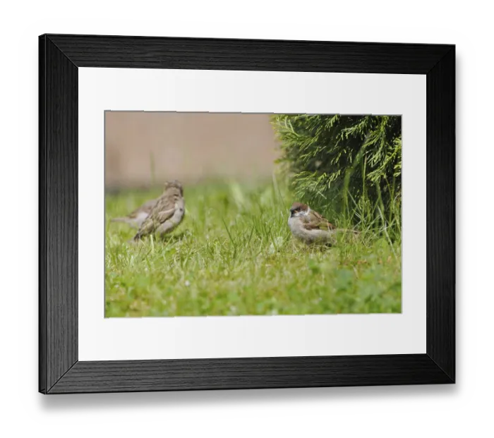 Framed Print : House sparrows and a young tree sparrow in a meadow Framed Print : House sparrows and a young tree sparrow in a meadow