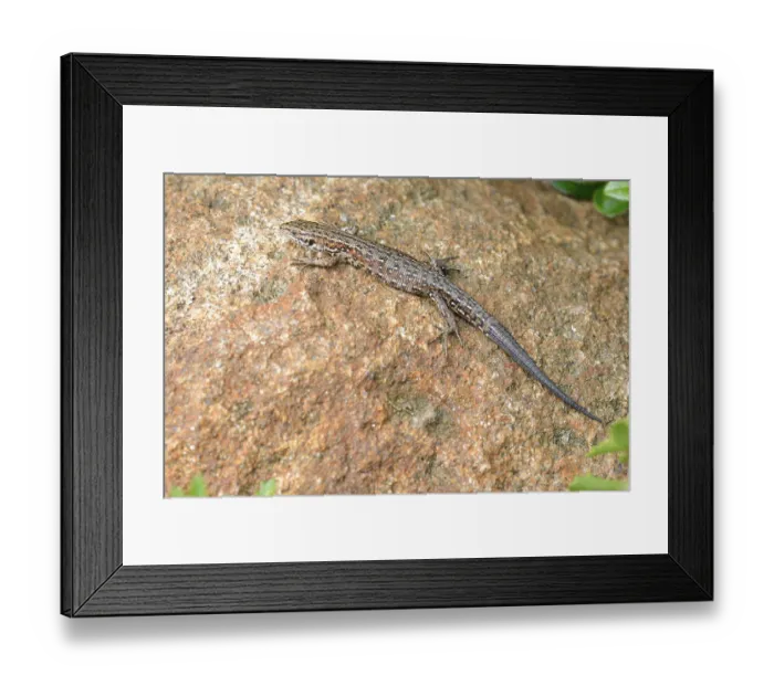 Framed Print : Wall lizard, Podarcis muralis, Common wall lizard Framed Print : Wall lizard, Podarcis muralis, Common wall lizard