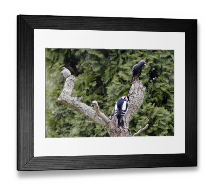 Framed Print : Great Spotted Woodpecker and Common Starling looking for food