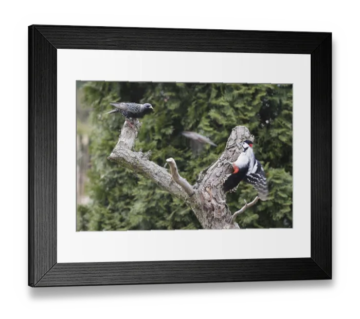 Framed Print : Great Spotted Woodpecker and Common Starling looking for food