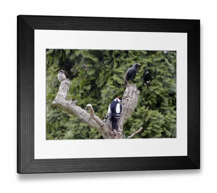 Framed Print : Great Spotted Woodpecker and Common Starling looking for food